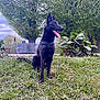 dog, black_dog, grass, trees, plants, outdoor, nature, canine, tongue_out, sitting, leash, greenery, park, daylight, happy, animal, pet, snout, ears, fur