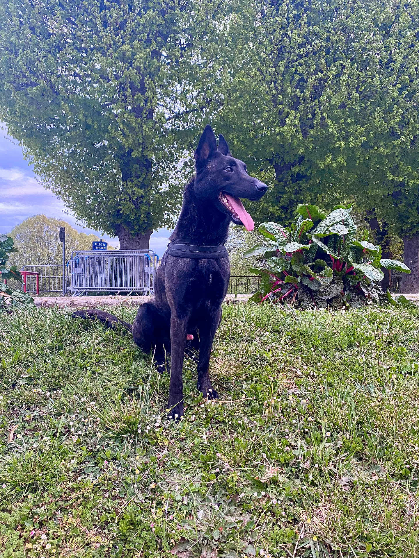 Junior
