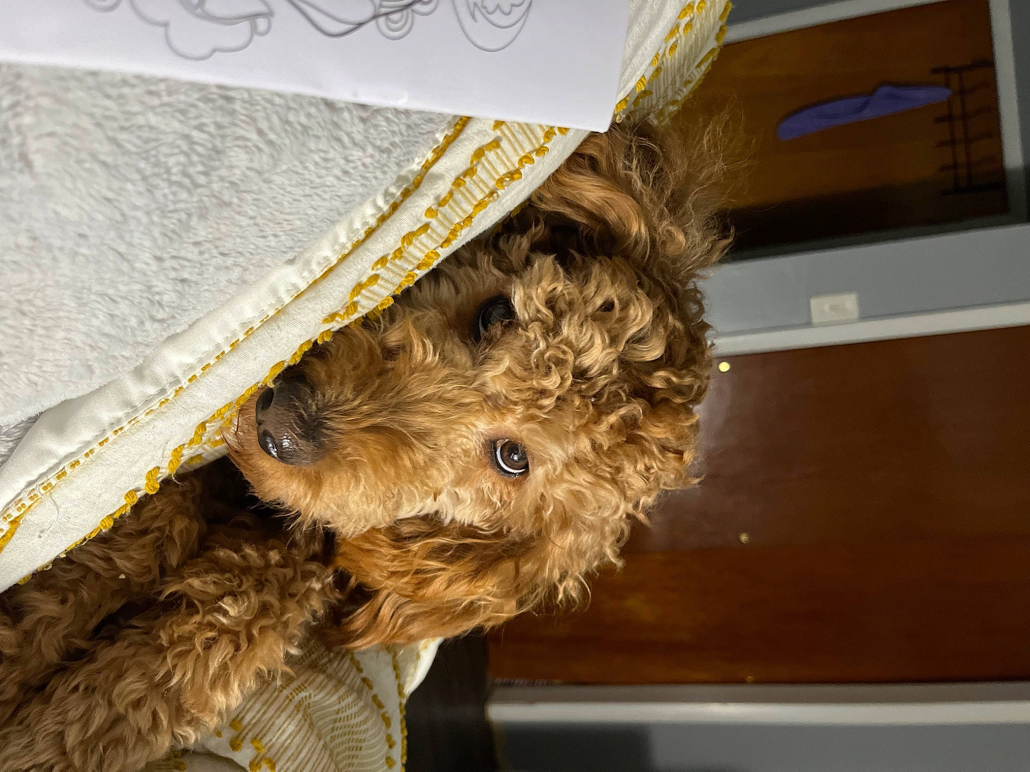 Remi is registered to the contest to win money with this photo: canidae, carnivore, companion_dog, dog, dog_breed, fawn, fur, puppy, small_terrier, snout, sporting_group, terrier, toy_dog, wood, working_animal, working_terrier