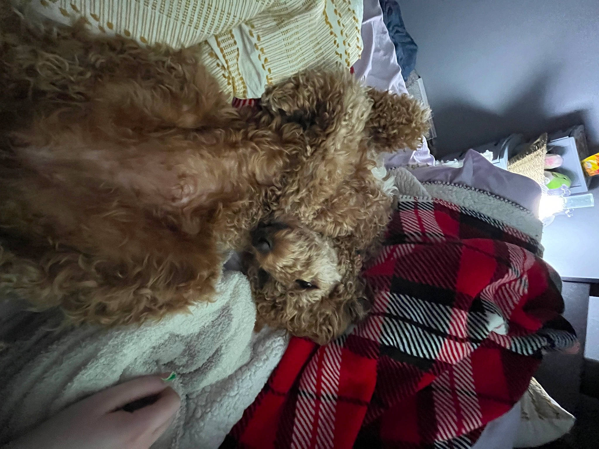 Remi joined the competition — help win amazing prizes! airedale_terrier, bed, canidae, carnivore, companion_dog, dog, dog_breed, fashion_design, fawn, felidae, fur, linens, liver, plaid, snout, sporting_group, tartan, terrier, toy, toy_dog