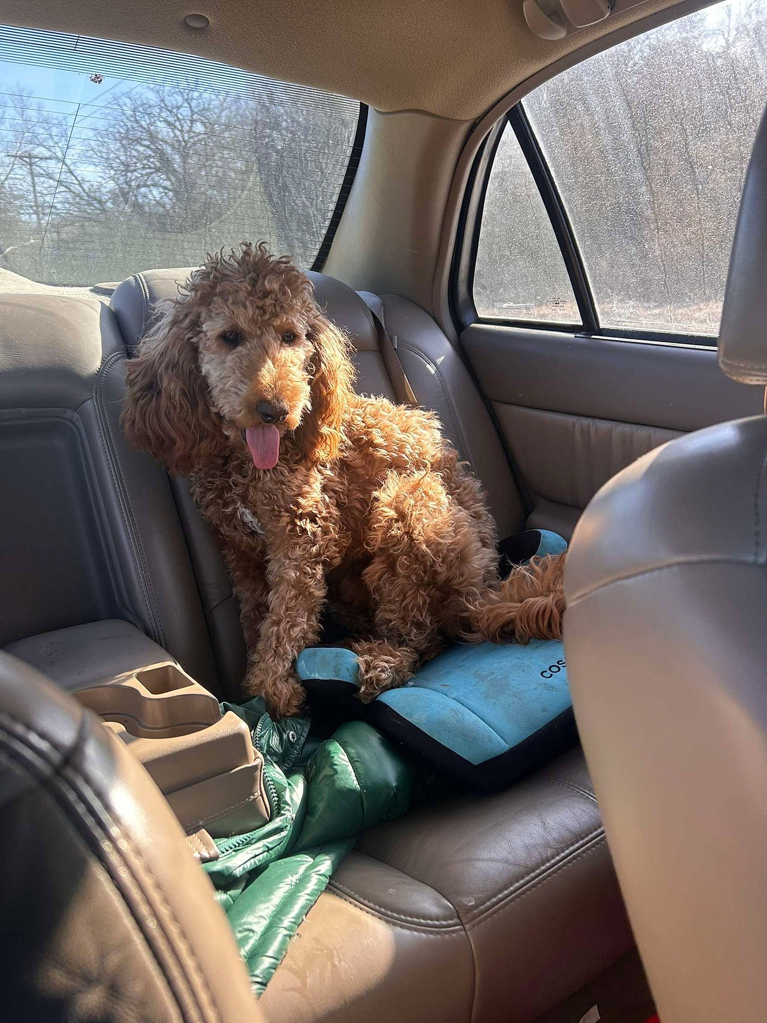 Remi is registered to the contest to win money with this photo: auto_part, automotive_exterior, automotive_mirror, car, car_seat, car_seat_cover, carnivore, companion_dog, dog, dog_breed, family_car, motor_vehicle, poodle, sporting_group, tints_and_shades, toy_dog, vehicle, vehicle_door, water_dog, window