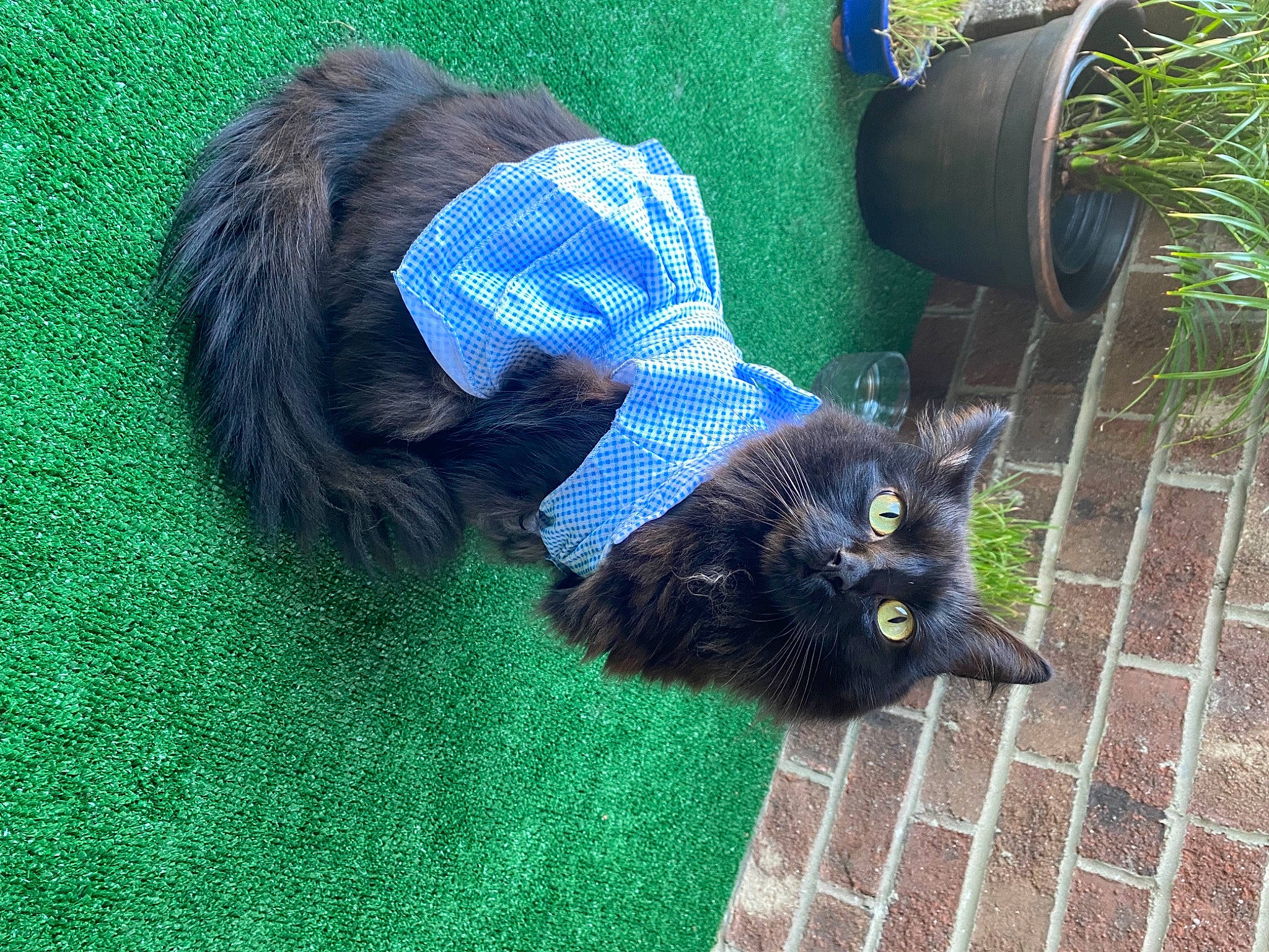 Chiquita joined the competition — help win amazing prizes! black_cat, bombay, carnivore, cat, claw, dog_breed, domestic_short_haired_cat, electric_blue, felidae, flowerpot, fur, grass, green, plant, small_to_medium_sized_cats, snout, sporting_group, tail, terrestrial_animal, whiskers