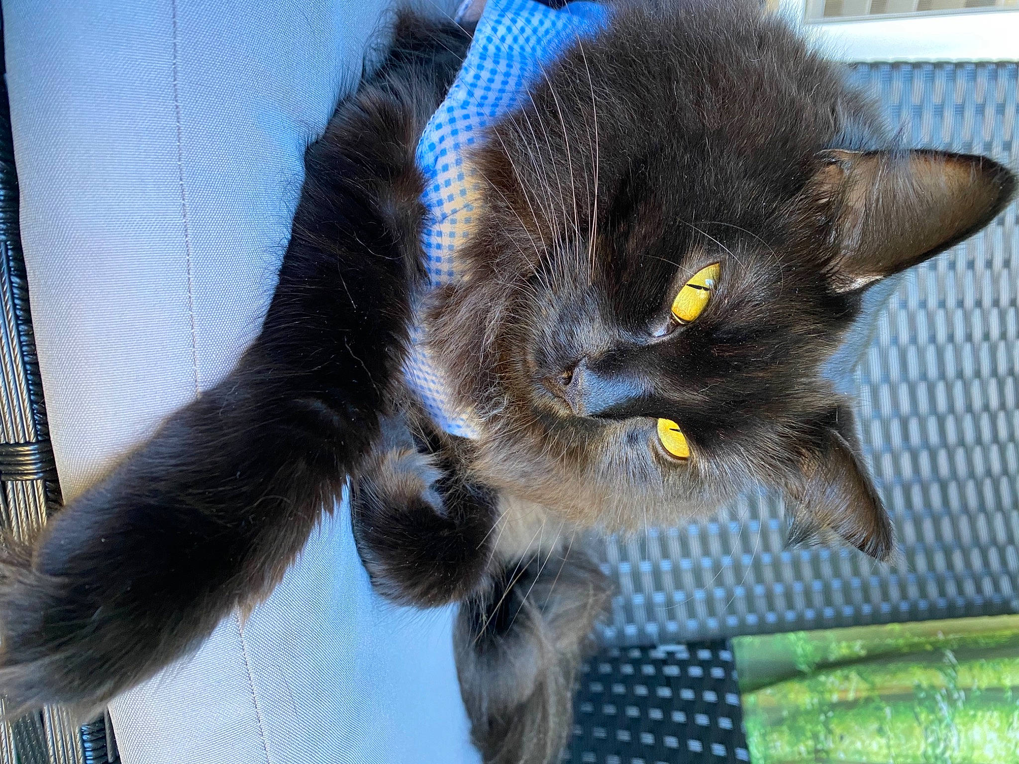 Chiquita joined the competition — help win amazing prizes! black_cat, box, carnivore, cat, chartreux, claw, comfort, domestic_short_haired_cat, electric_blue, felidae, fur, korat, paw, small_to_medium_sized_cats, snout, tail, terrestrial_animal, whiskers, window