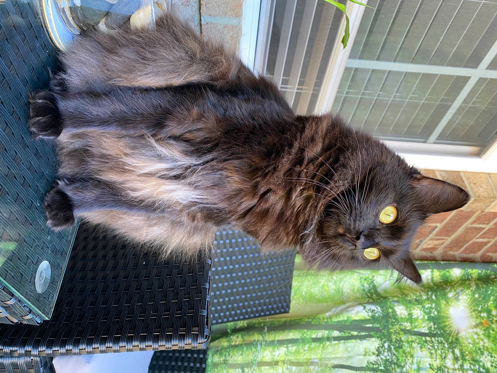 Chiquita is registered to the contest to win money with this photo: animal_shelter, black_cat, carnivore, cat, claw, domestic_short_haired_cat, felidae, fur, mesh, plant, small_to_medium_sized_cats, snout, tail, terrestrial_animal, tree, vertebrate, whiskers