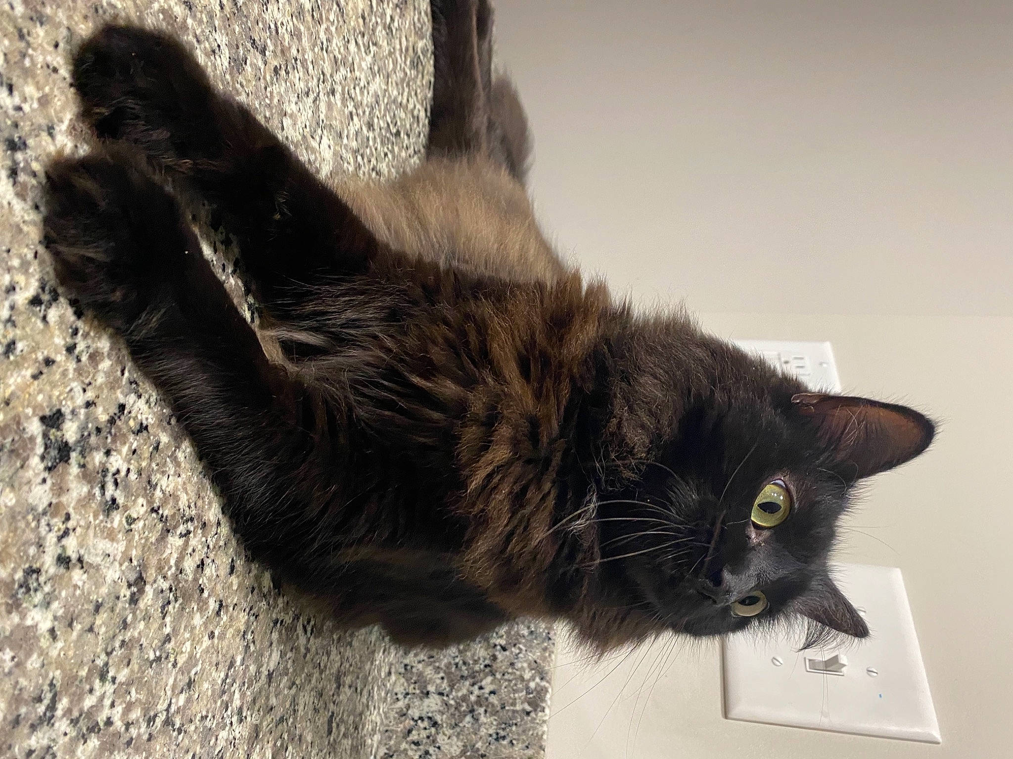 Chiquita joined the competition — help win amazing prizes! black_cat, carnivore, cat, claw, domestic_short_haired_cat, felidae, flooring, fur, grey, mammal, paw, small_to_medium_sized_cats, tail, terrestrial_animal, vertebrate, whiskers