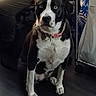 dog, indoor, black_and_white, blue_eyes, collar, bandana, pet, floor, furniture, seated, animal, canine, looking_at_camera, domestic, home, quiet, still, alert, medium_sized_dog, ears_up