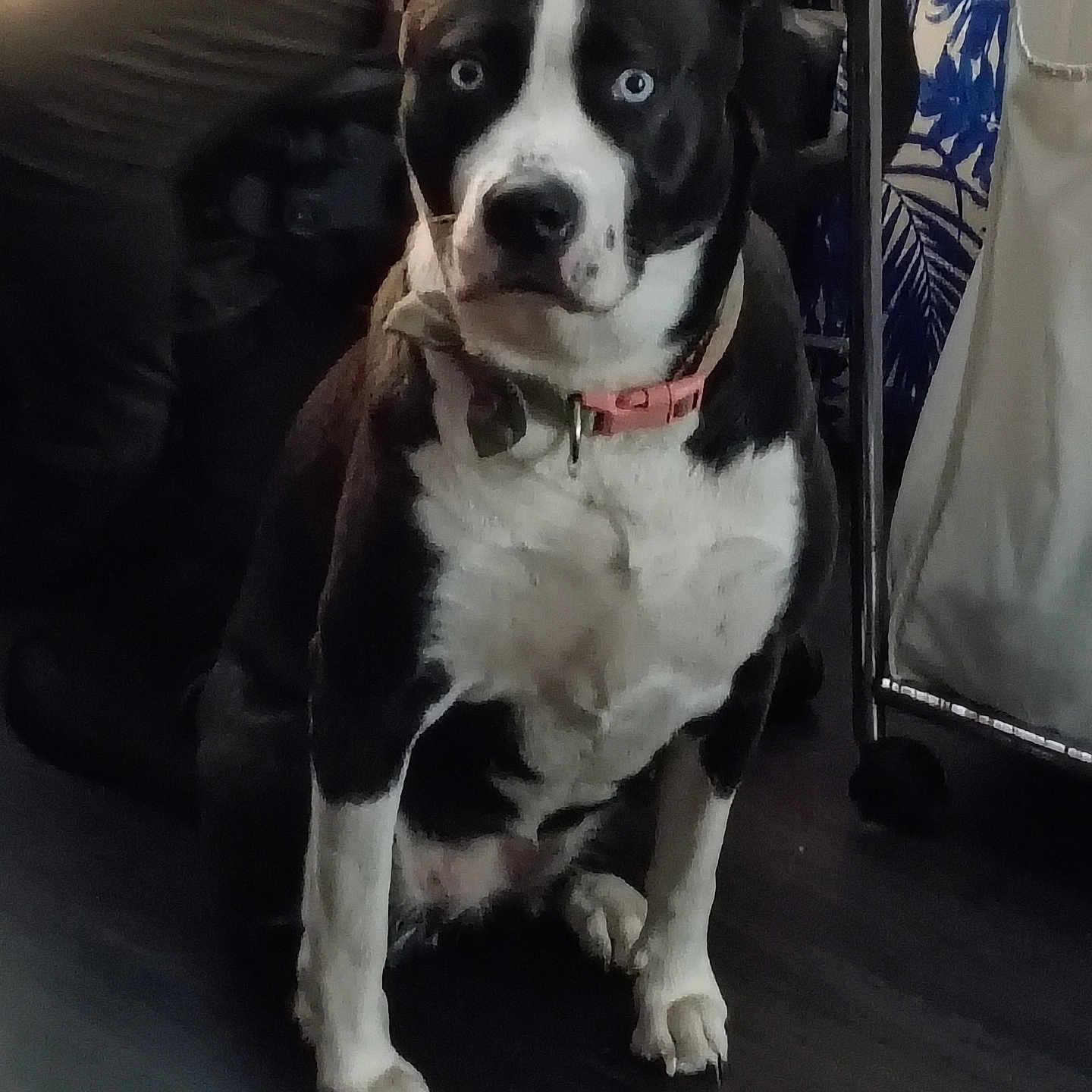 Ava joined the competition — help win amazing prizes! dog, indoor, black_and_white, blue_eyes, collar, bandana, pet, floor, furniture, seated, animal, canine, looking_at_camera, domestic, home, quiet, still, alert, medium_sized_dog, ears_up