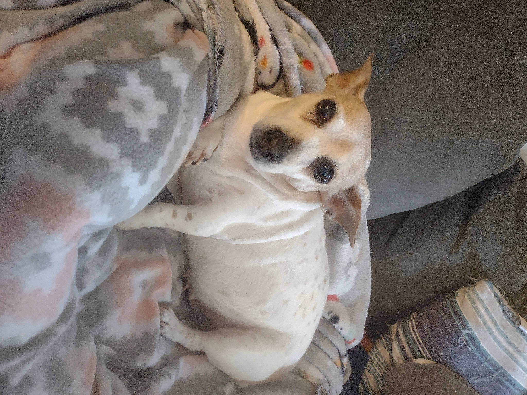 Hope joined the competition — help win amazing prizes! bed, canidae, carnivore, comfort, companion_dog, dog, dog_breed, dog_supply, ear, fawn, fur, non_sporting_group, paw, snout, sporting_group, terrestrial_animal, toy_dog, whiskers, working_animal