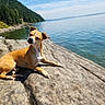 dog, rock, lake, water, trees, nature, outdoor, sunny, sky, relaxing, canine, landscape, scenic, animal, summer, daylight, peaceful, wildlife, brown_dog, resting