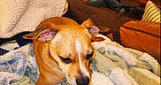Taco is registered to the contest to win money with this photo: blanket, blanket_texture, brown_dog, canine, comfort, couch, cozy, dog, ears, fur, furniture, home, indoor, living_room, paw, person, pet, relaxing, resting, soft