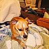 Taco is registered to the contest to win money with this photo: dog, brown_dog, blanket, cozy, indoor, living_room, furniture, couch, person, relaxing, pet, canine, home, comfort, fur, ears, paw, resting, soft, blanket_texture