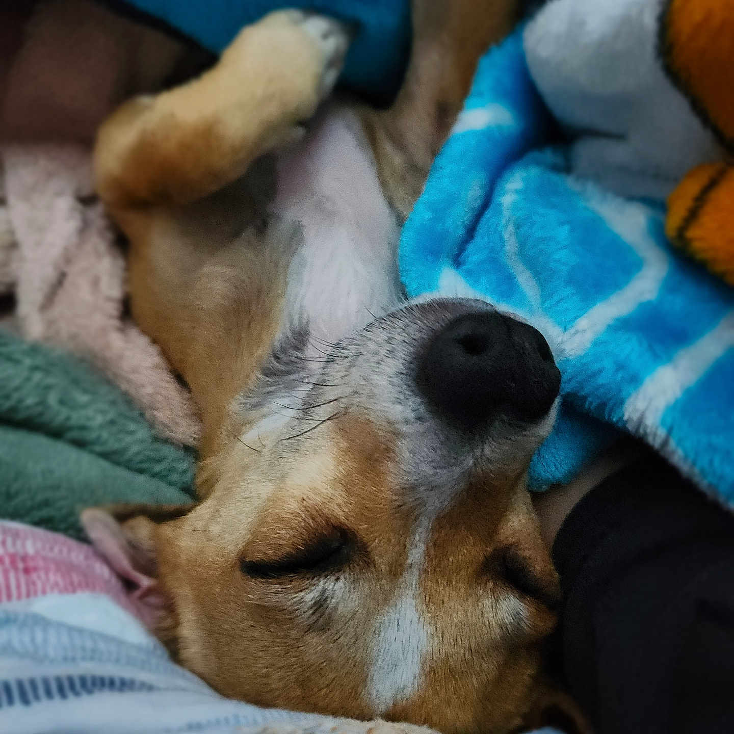 Taco