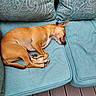 dog, sleeping, brown, couch, blue_cushion, patterned_cushion, pet, relaxing, indoor, resting, small_dog, fur, paw, snout, ears, wooden_floor, cozy, domestic_animal, quiet, peaceful