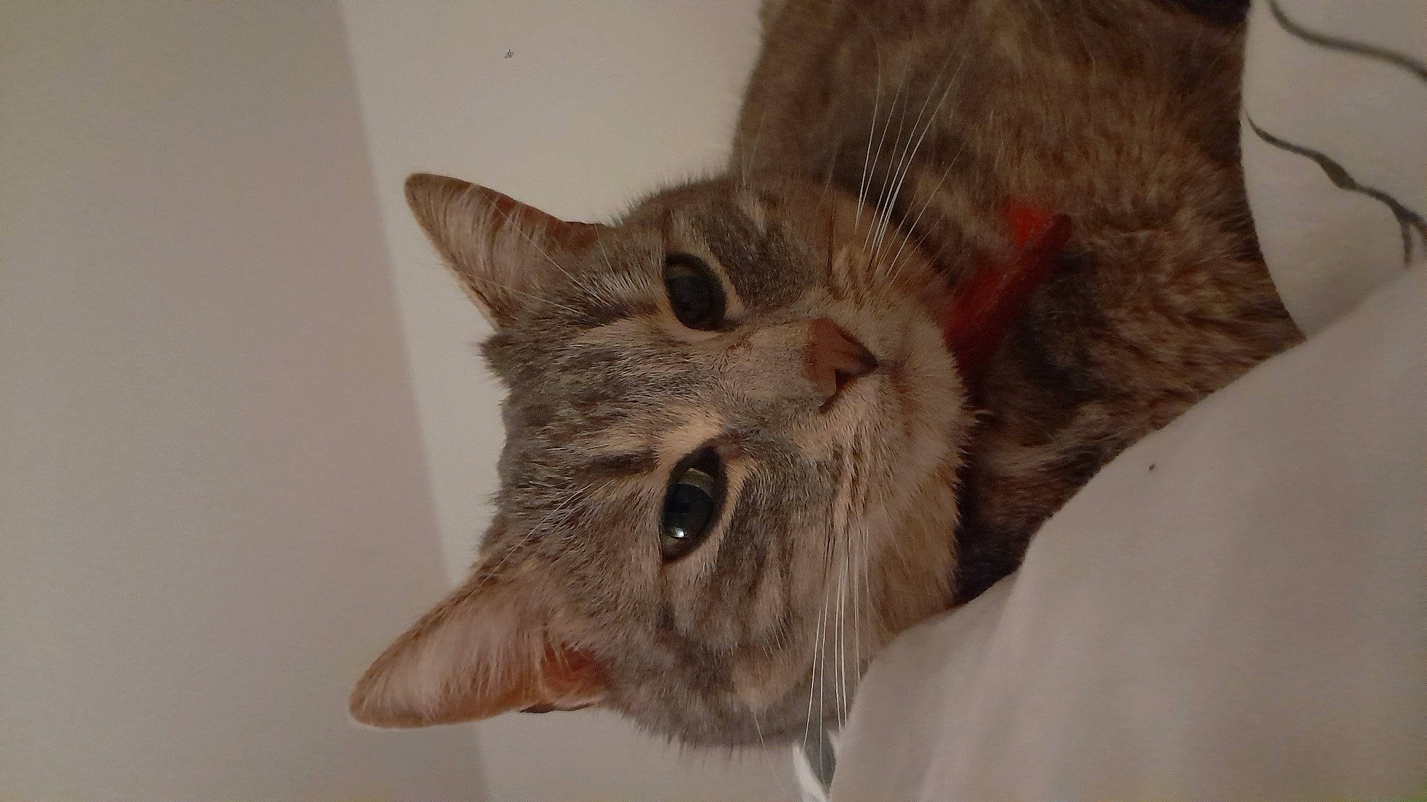 Nala a rejoint le concours — aidez-le/la à gagner de superbes lots ! carnivore, cat, domestic_short_haired_cat, ear, felidae, fur, small_to_medium_sized_cats, snout, terrestrial_animal, whiskers