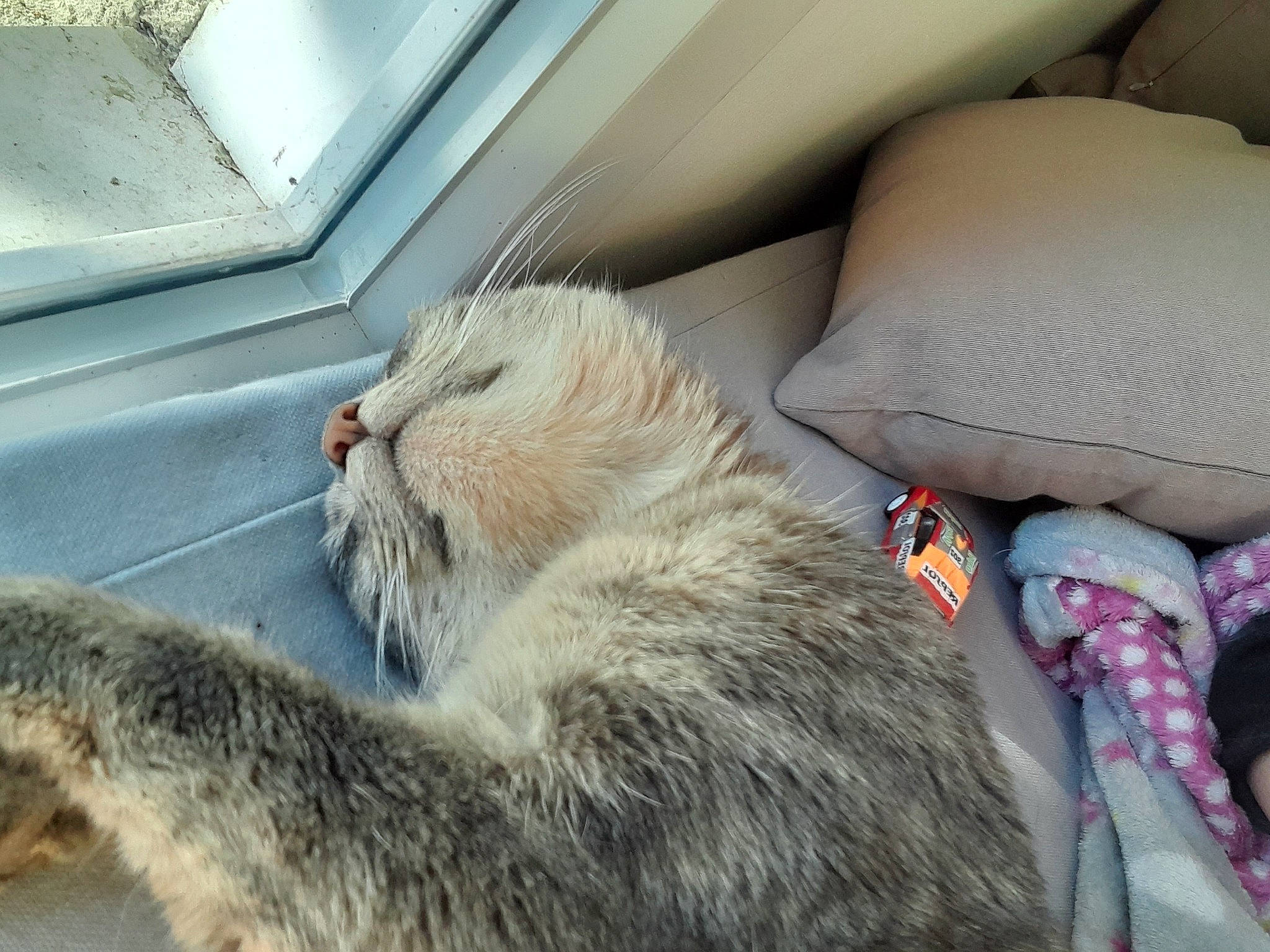 Nala participe au concours pour gagner de l'argent avec cette photo : car_seat, car_seat_cover, carnivore, cat, claw, comfort, domestic_short_haired_cat, fawn, felidae, fur, nap, paw, sitting, sleep, small_to_medium_sized_cats, snout, terrestrial_animal, whiskers, wildlife, window