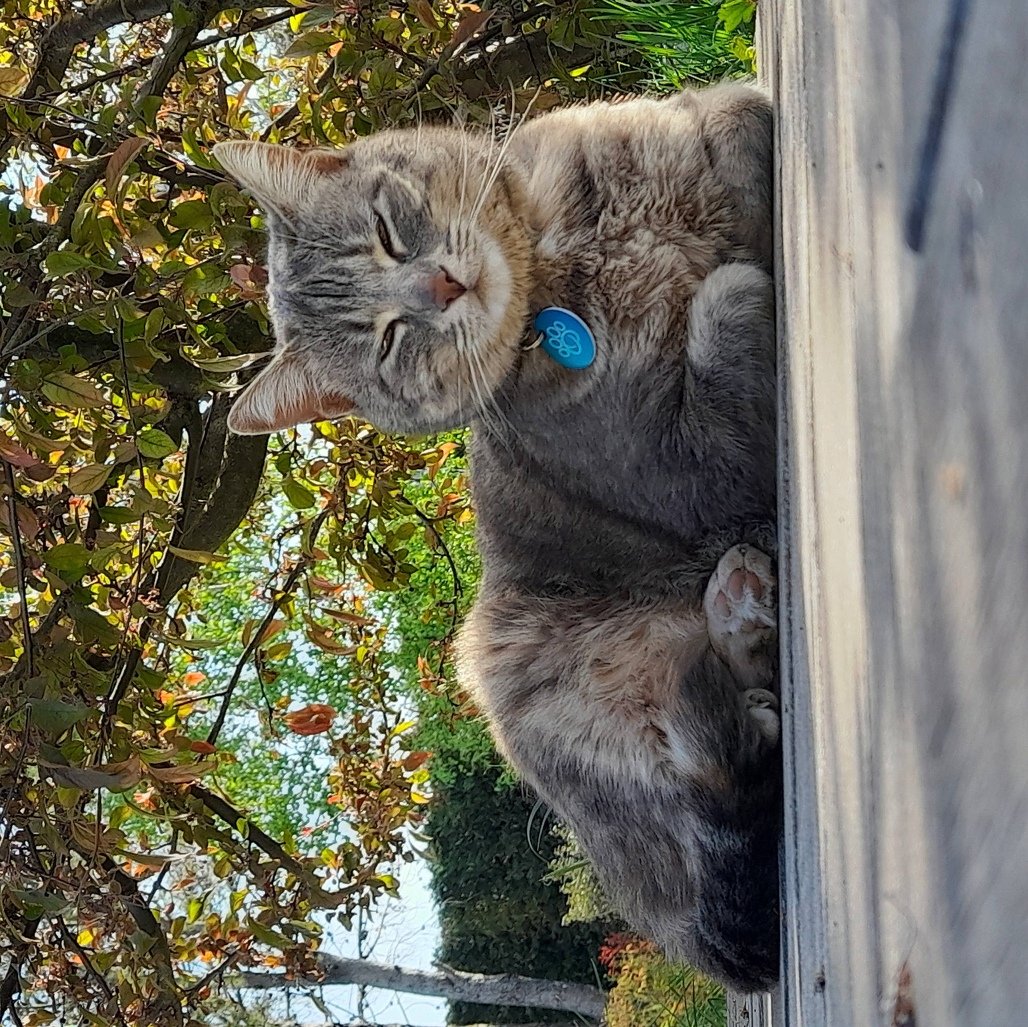 Nala participe au concours pour gagner de l'argent avec cette photo : art, carnivore, cat, domestic_short_haired_cat, felidae, fur, groundcover, natural_material, plant, russian_blue, small_to_medium_sized_cats, snout, tail, terrestrial_animal, tree, trunk, twig, whiskers, wildlife, wood