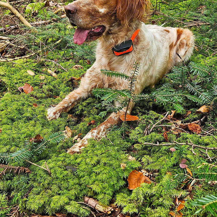 Suzie participe au concours pour gagner de l'argent avec cette photo : animal, canine, dog, grass, grove, herbal, herbs, jungle, land, leaf, moss, nature, outdoors, pet, plant, puppy, rainforest, tree, vegetation, woodland