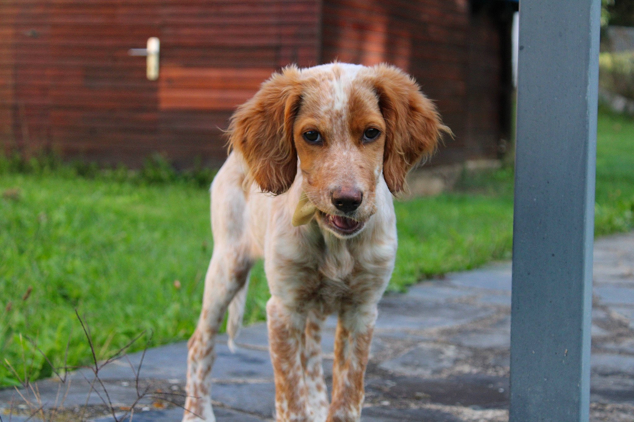 Suzie a rejoint le concours — aidez-le/la à gagner de superbes lots ! brittany, canidae, carnivore, companion_dog, dog, dog_breed, grass, gun_dog, hunting_dog, liver, plant, pointing_breed, puppy, retriever, spaniel, sporting_group, terrestrial_animal, wildlife
