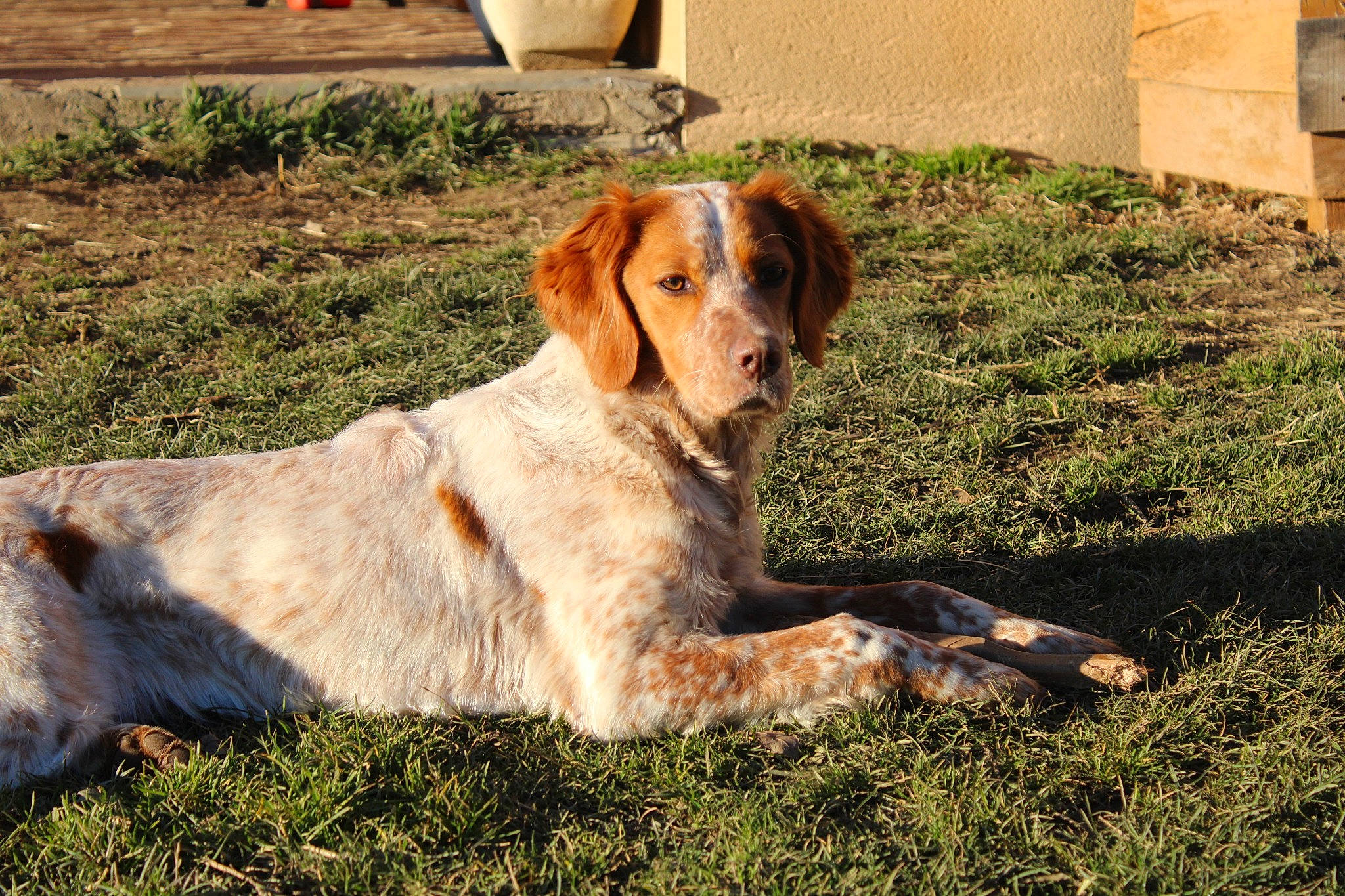 Suzie participe au concours pour gagner de l'argent avec cette photo : ball, carnivore, companion_dog, dog, dog_breed, fawn, fur, grass, guard_dog, gun_dog, plant, retriever, soil, sporting_group, street_dog, tail, terrestrial_animal, tree, working_animal, working_dog