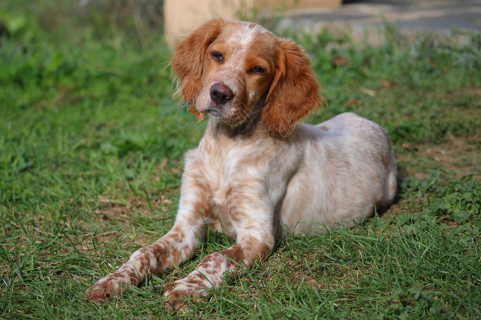 Suzie a rejoint le concours — aidez-le/la à gagner de superbes lots ! canidae, carnivore, companion_dog, dog, dog_breed, fawn, fur, grass, gun_dog, hunting_dog, liver, plant, pointing_breed, retriever, snout, spaniel, sporting_group, tail, terrestrial_animal