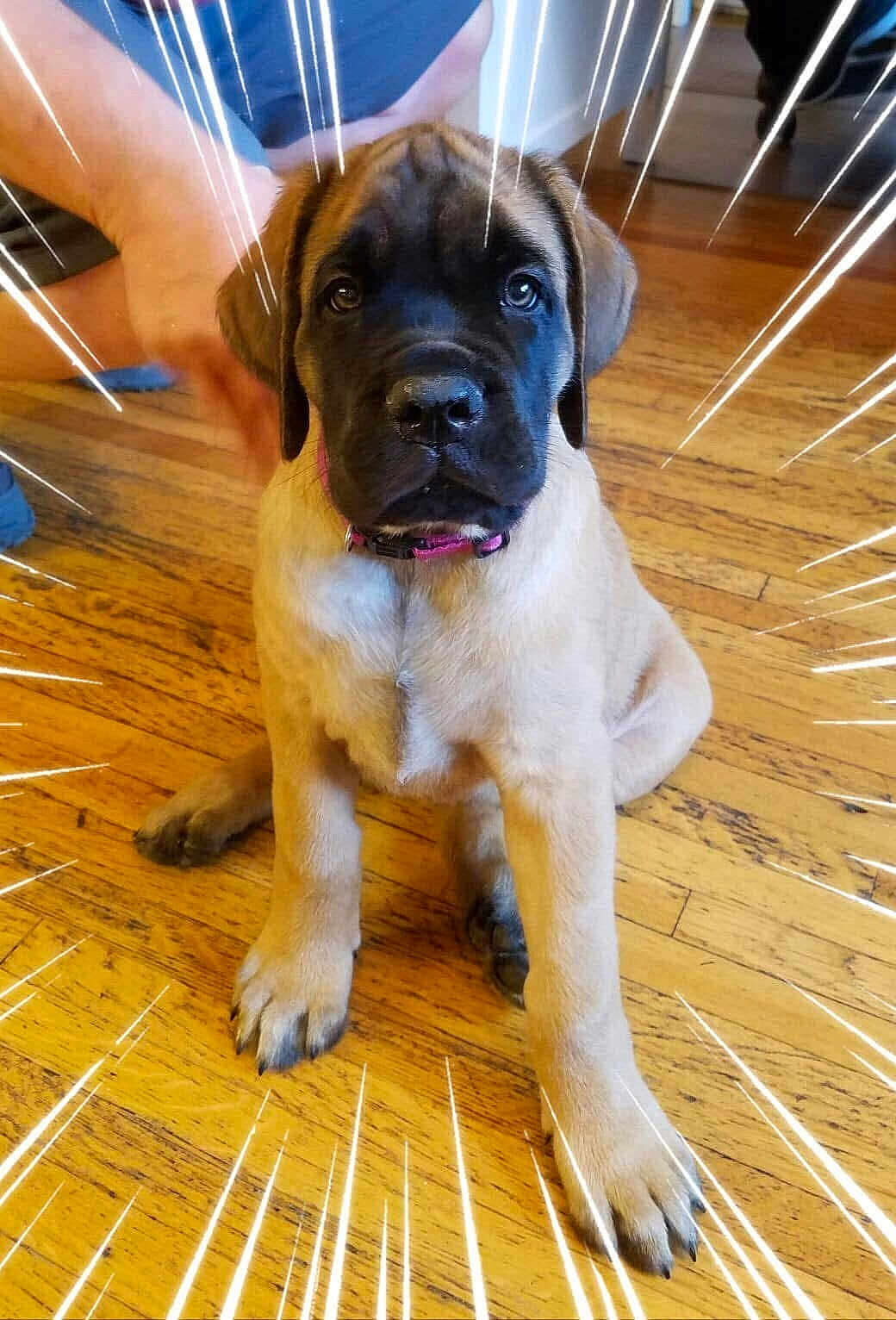 Gracie Gail joined the competition — help win amazing prizes! puppy, dog, black_face, pink_collar, wooden_floor, indoor, person, legs, hand, brown_puppy, cute, pet, animal, flooring, sitting, young_dog, domestic, companion, playful, comic_style_lines