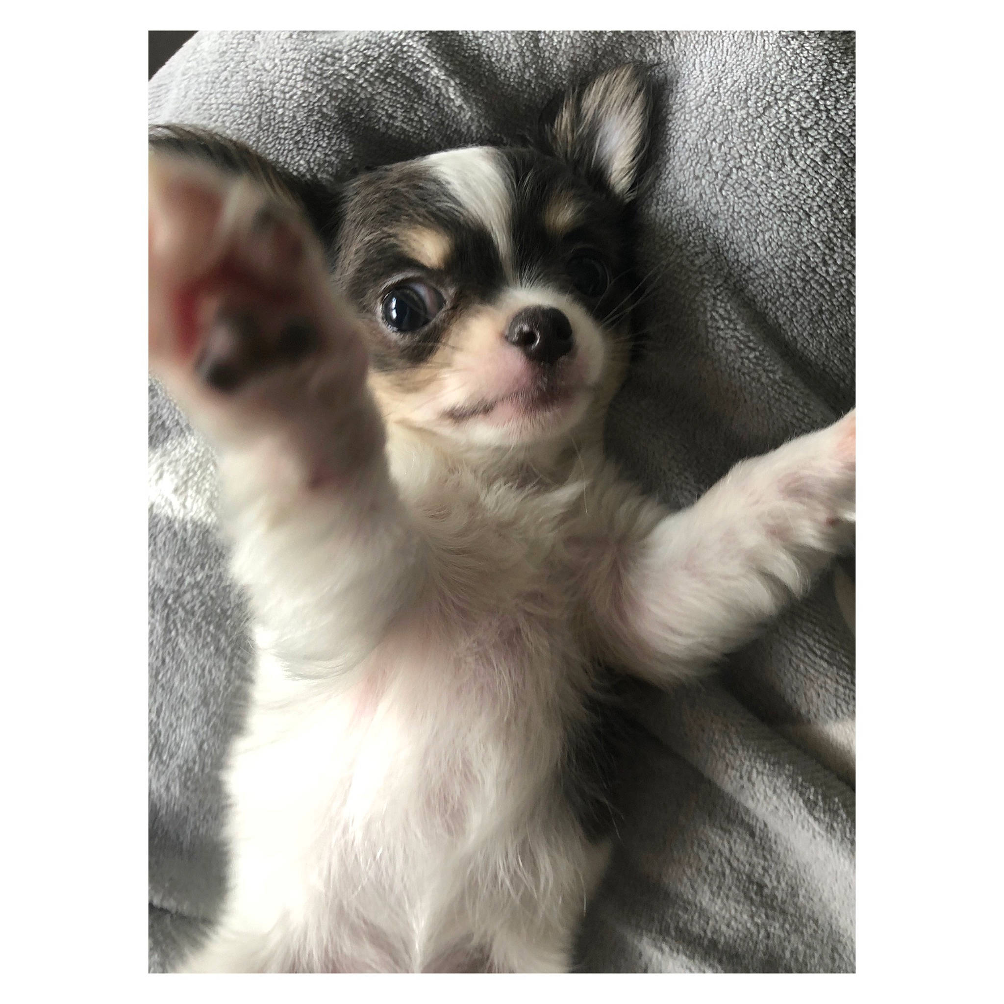 Yankee a rejoint le concours — aidez-le/la à gagner de superbes lots ! canidae, carnivore, chihuahua, companion_dog, dog, dog_breed, dog_supply, eyewear, fawn, fur, non_sporting_group, paw, photo_caption, puppy, sitting, snout, sporting_group, toy_dog, whiskers, working_animal