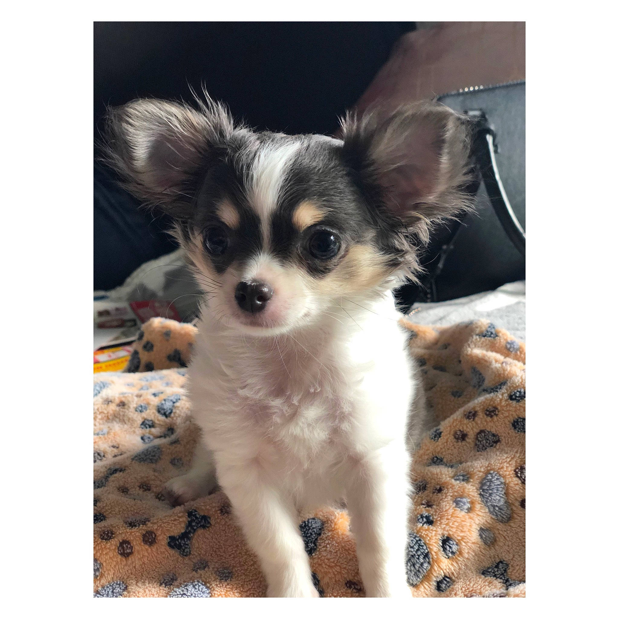 Yankee a rejoint le concours — aidez-le/la à gagner de superbes lots ! canidae, carnivore, chihuahua, companion_dog, corgi_chihuahua, dog, dog_breed, dog_supply, eyelash, fawn, font, fur, paw, photo_caption, sporting_group, terrestrial_animal, toy_dog, whiskers, wildlife, working_animal