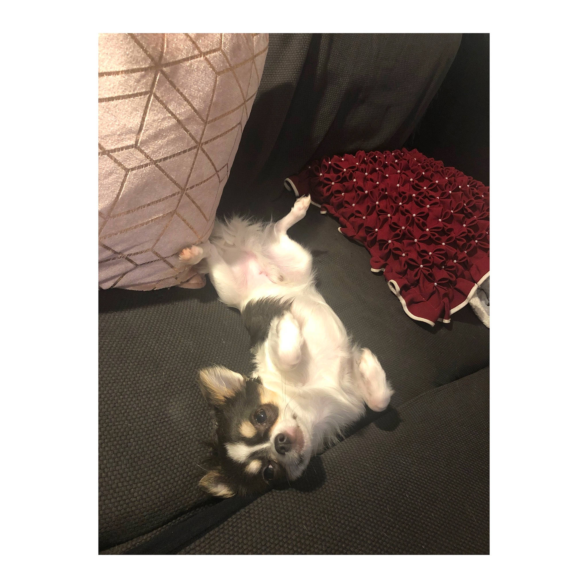 Yankee a rejoint le concours — aidez-le/la à gagner de superbes lots ! canidae, carnivore, companion_dog, darkness, dog_breed, fashion_accessory, felidae, flooring, fur, metal, pattern, paw, photo_caption, small_to_medium_sized_cats, sporting_group, tail, tints_and_shades, toy_dog, vertebrate, whiskers