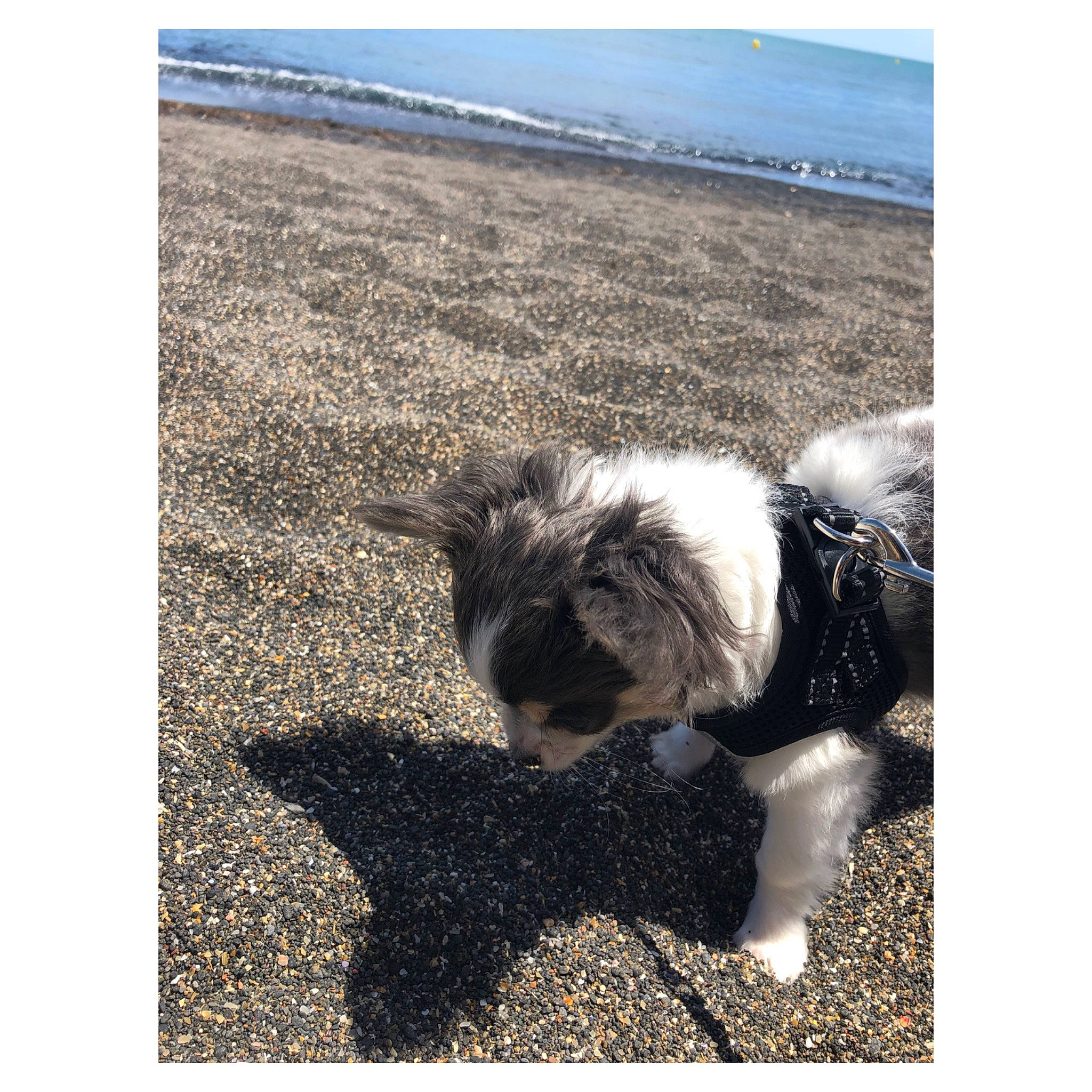 Yankee a rejoint le concours — aidez-le/la à gagner de superbes lots ! canidae, carnivore, companion_dog, dog, dog_breed, fur, grass, landscape, ocean, sky, small_terrier, snout, soil, sporting_group, stock_photography, tail, terrier, toy_dog, water, working_animal