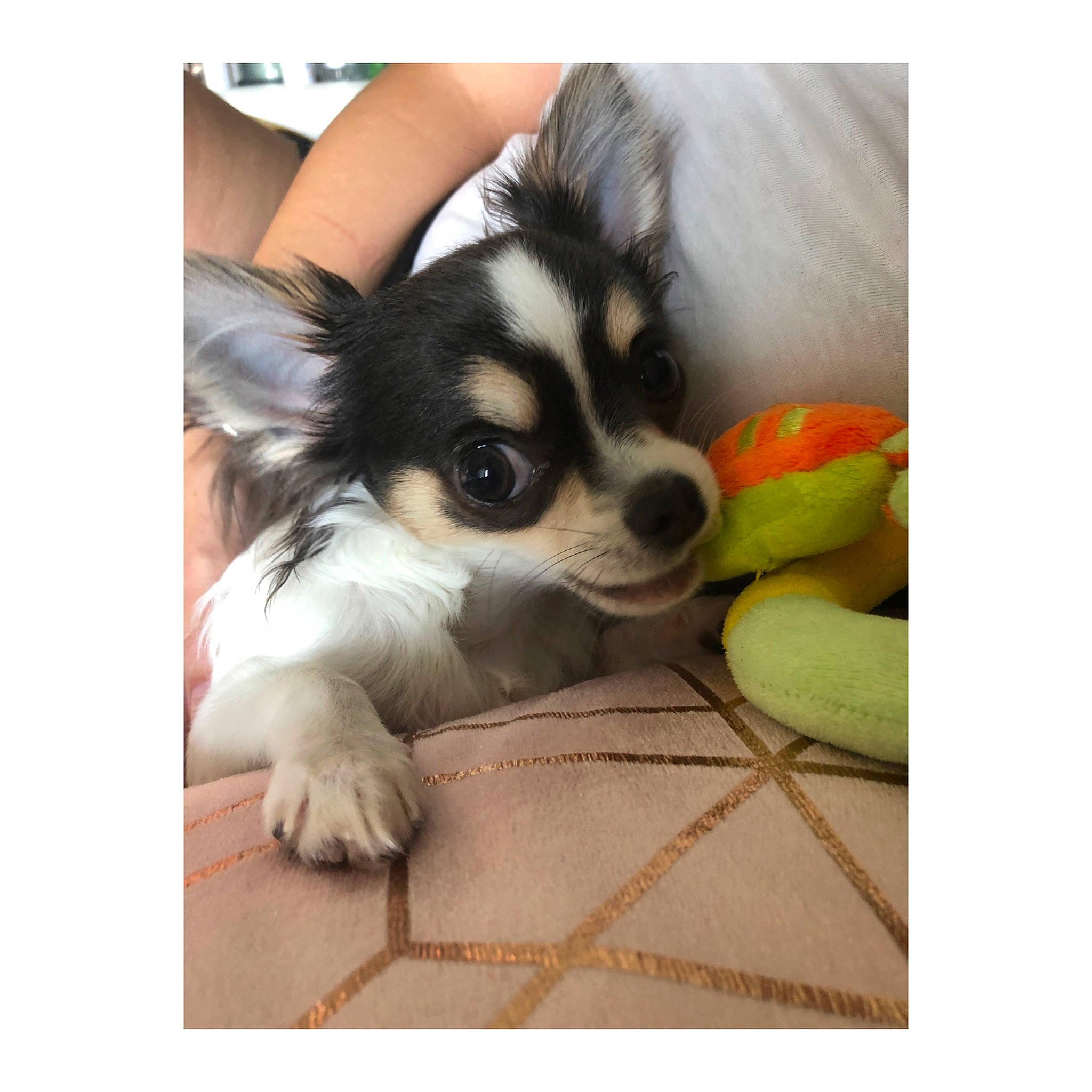 Yankee participe au concours pour gagner de l'argent avec cette photo : canidae, carnivore, companion_dog, corgi_chihuahua, dog, dog_breed, dog_supply, fashion_accessory, fur, non_sporting_group, papillon, pet_supply, photo_caption, recreation, rectangle, snout, sporting_group, square, toy_dog, whiskers