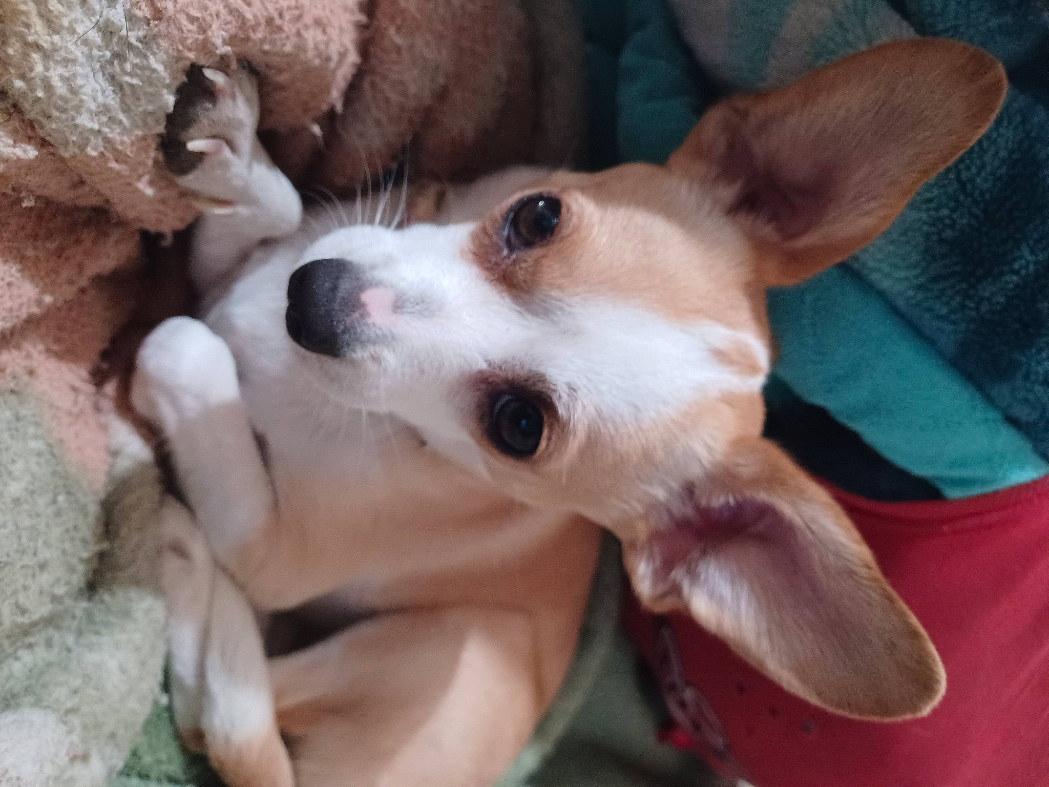 Joyous Marie joined the competition — help win amazing prizes! ancient_dog_breeds, canidae, carnivore, collar, comfort, companion_dog, dog, dog_breed, dog_collar, ear, fawn, fur, non_sporting_group, puppy, snout, sporting_group, terrestrial_animal, whiskers, working_animal