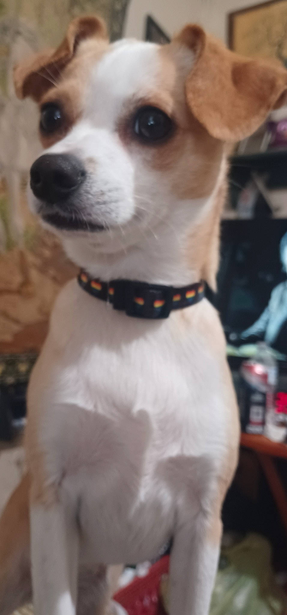 Joyous Marie joined the competition — help win amazing prizes! ancient_dog_breeds, bow_tie, canidae, carnivore, collar, companion_dog, dog, dog_breed, dog_collar, dog_supply, fawn, fur, leash, non_sporting_group, pet_supply, snout, sporting_group, water, whiskers, working_animal