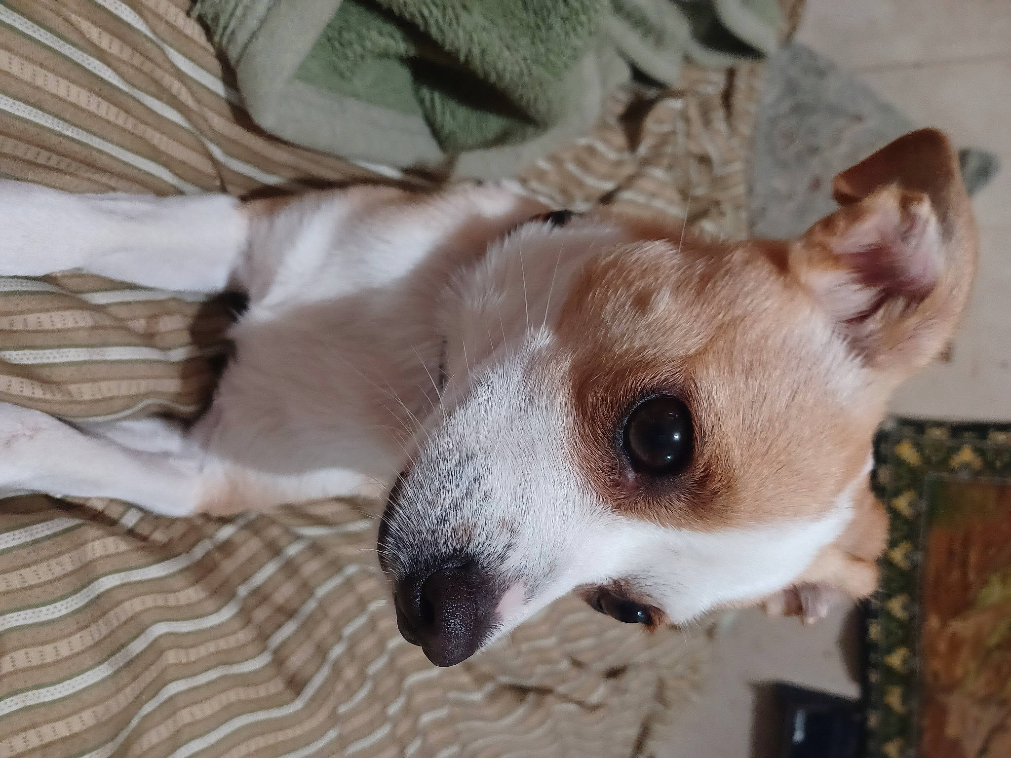 Joyous Marie joined the competition — help win amazing prizes! canidae, carnivore, collar, comfort, companion_dog, dog, dog_breed, ear, fawn, fur, non_sporting_group, snout, sporting_group, terrestrial_animal, toy_dog, whiskers, wood, working_animal