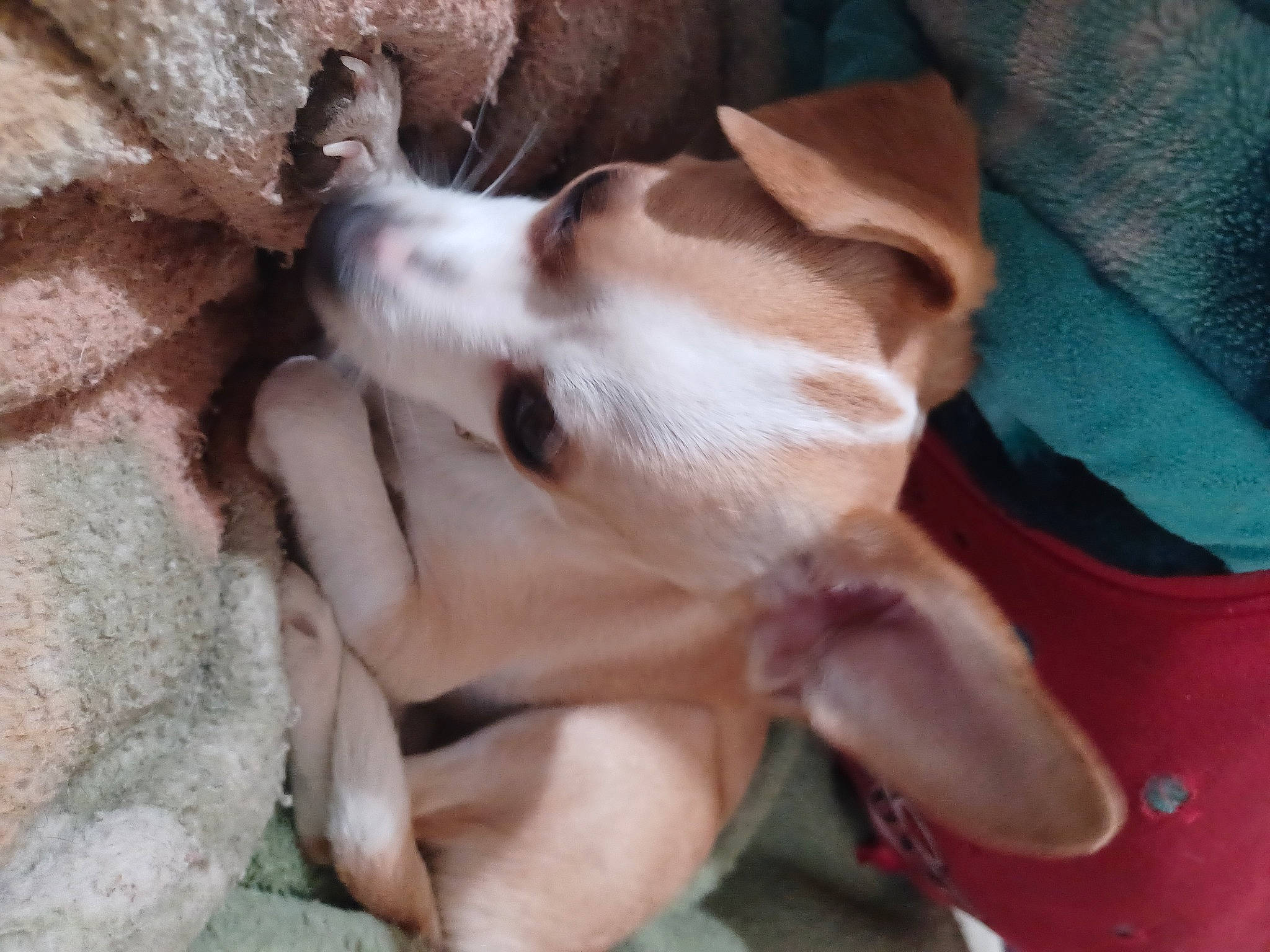 Joyous Marie joined the competition — help win amazing prizes! canidae, carnivore, companion_dog, dog, dog_breed, fawn, fur, liver, non_sporting_group, paw, puppy, snout, sporting_group, whiskers, working_animal