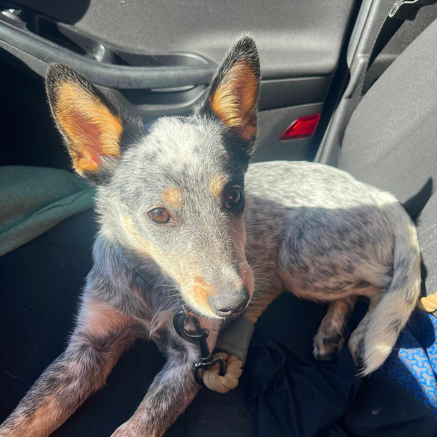 Aspyn is registered to the contest to win money with this photo: alloywheel, animal, canine, car, carwheel, cushion, dog, fox, furniture, homedecor, hound, machine, pet, pointer, puppy, spoke, tire, transportation, vehicle, wheel