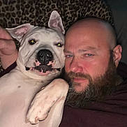 Biscuit joined the competition — help win amazing prizes! dog, pitbull, person, beard, bald_head, selfie, cuddle, indoor, flash, red_eye, blanket, leopard_print, paw, nose, face, portrait, bed, human, canine, close_up