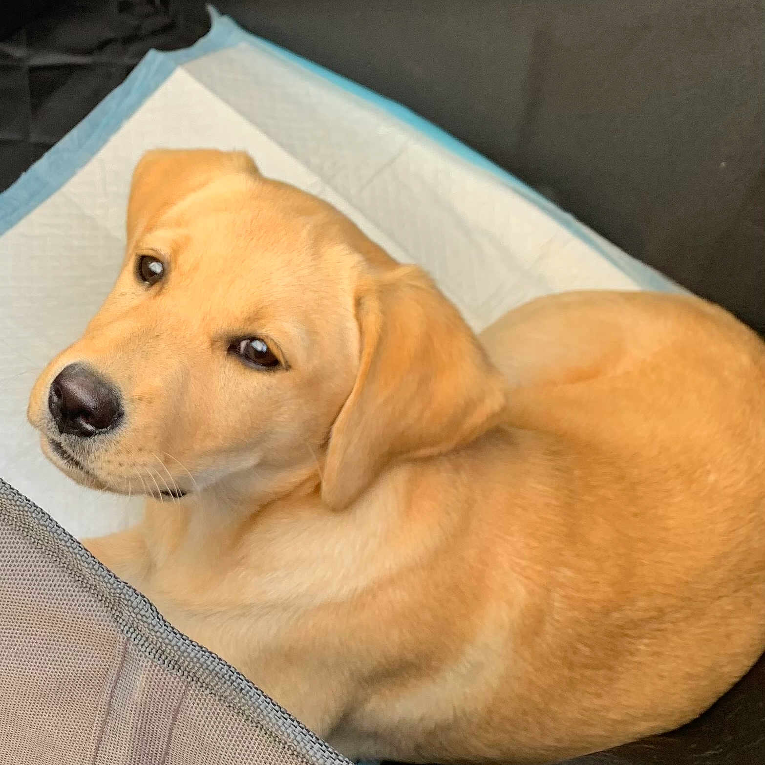 Amy participe au concours pour gagner de l'argent avec cette photo : puppy, dog, golden_brown, pet, fur, cute, looking_up, indoors, resting, animal, young_dog, canine, closeup, adorable, cozy, soft_light, expression, face, ears, whiskers