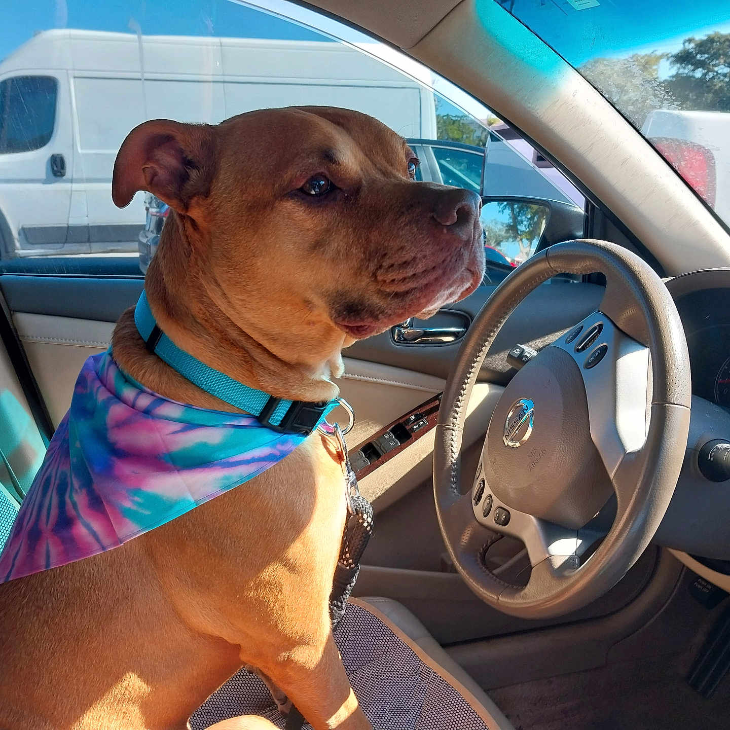 Bubba is registered to the contest to win money with this photo: accessories, alloywheel, animal, bulldog, canine, car, carwheel, cushion, dog, driving, homedecor, hound, machine, person, pet, spoke, tire, transportation, vehicle, wheel