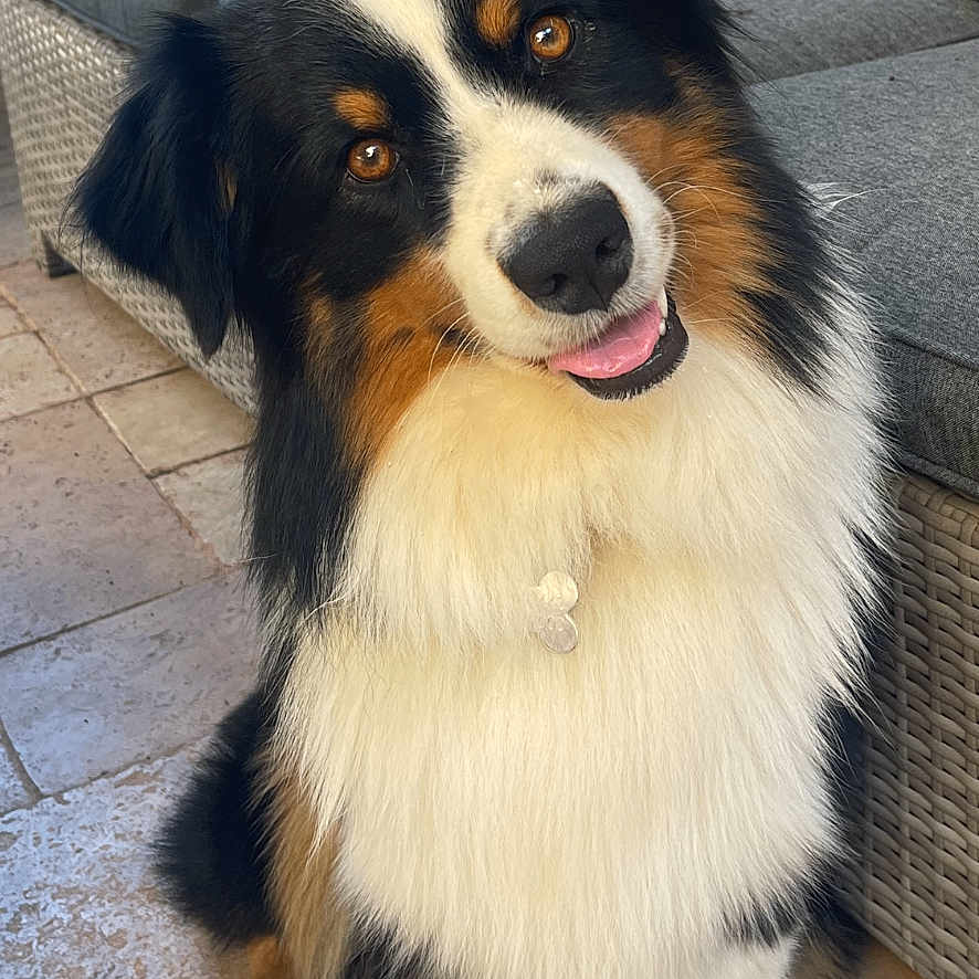 Svald a rejoint le concours — aidez-le/la à gagner de superbes lots ! animal, appenzeller, architecture, armchair, building, canine, chair, collie, couch, dog, flagstone, furniture, homedecor, husky, indoors, livingroom, pet, puppy, room, slate