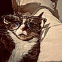 bed, cat, close_up, cute, domestic_cat, eyewear, feline, fur, glasses, indoors, nose, pet, pillow, portrait, reflection, relaxed, retro_filter, sepia, whiskers, white_sheet