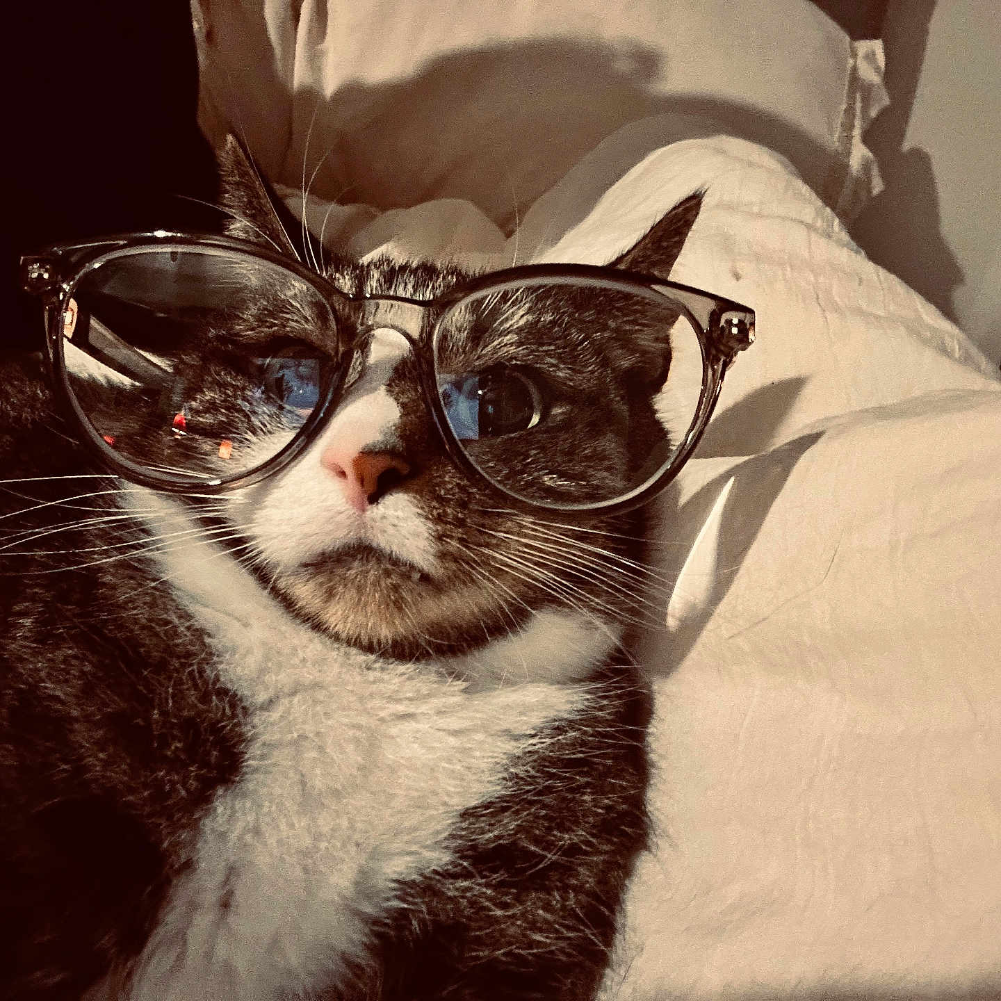 Eminem joined the competition — help win amazing prizes! bed, cat, close_up, cute, domestic_cat, eyewear, feline, fur, glasses, indoors, nose, pet, pillow, portrait, reflection, relaxed, retro_filter, sepia, whiskers, white_sheet