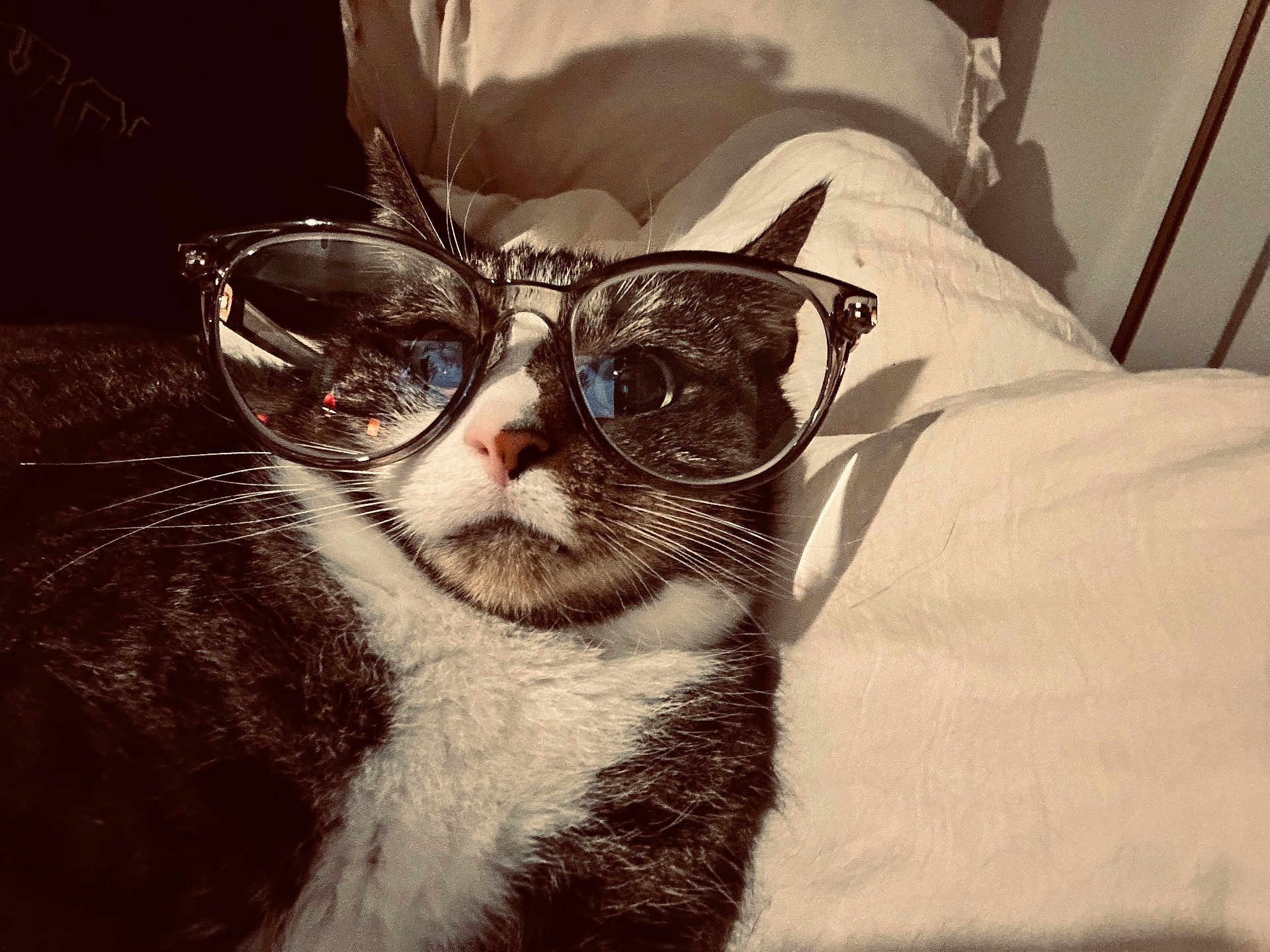 Eminem joined the competition — help win amazing prizes! bed, cat, close_up, cute, domestic_cat, eyewear, feline, fur, glasses, indoors, nose, pet, pillow, portrait, reflection, relaxed, retro_filter, sepia, whiskers, white_sheet