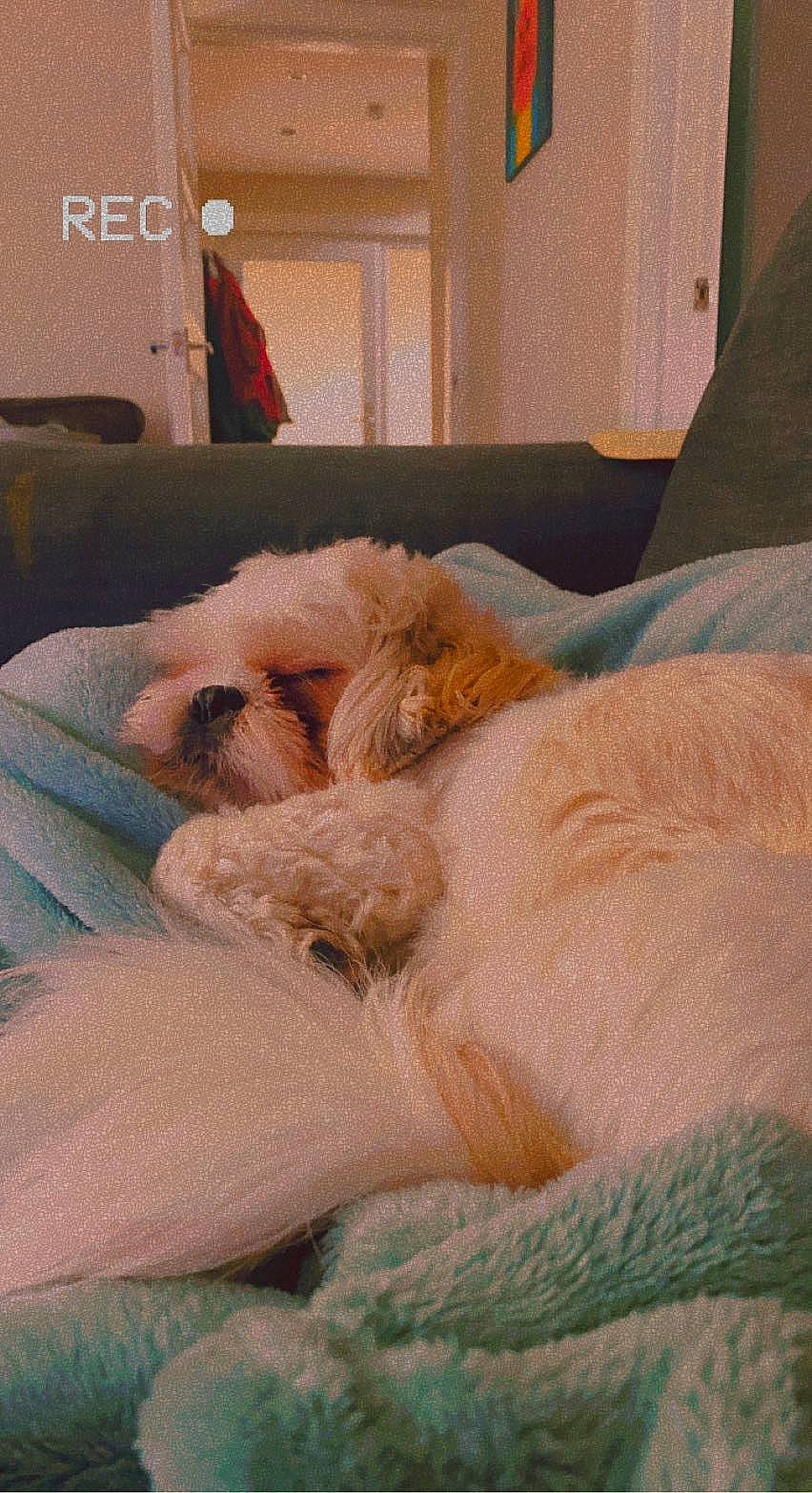 Rosie joined the competition — help win amazing prizes! bed, bedding, canidae, comfort, companion_dog, couch, fawn, felidae, fur, human_leg, linens, room, small_to_medium_sized_cats, snout, sporting_group, tail, textile, whiskers, wood, wool