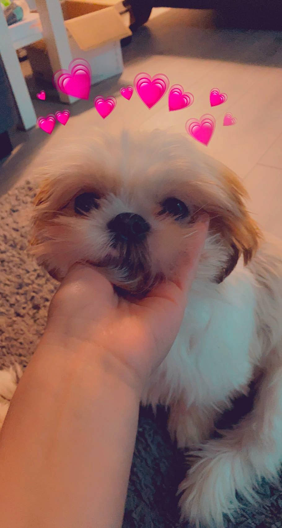 Rosie is registered to the contest to win money with this photo: canidae, carnivore, companion_dog, dog, dog_breed, dress, ear, eye, fawn, fur, hair, head, human_body, leg, puppy_love, shih_tzu, snout, sporting_group, toy_dog, working_animal