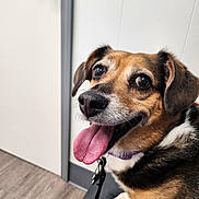 Sadie is registered to the contest to win money with this photo: dog, tongue_out, indoor, leash, brown_fur, black_fur, white_fur, pet, animal, bench, floor, door, wall, happy, cute, closeup, ears, collar, sitting, canine