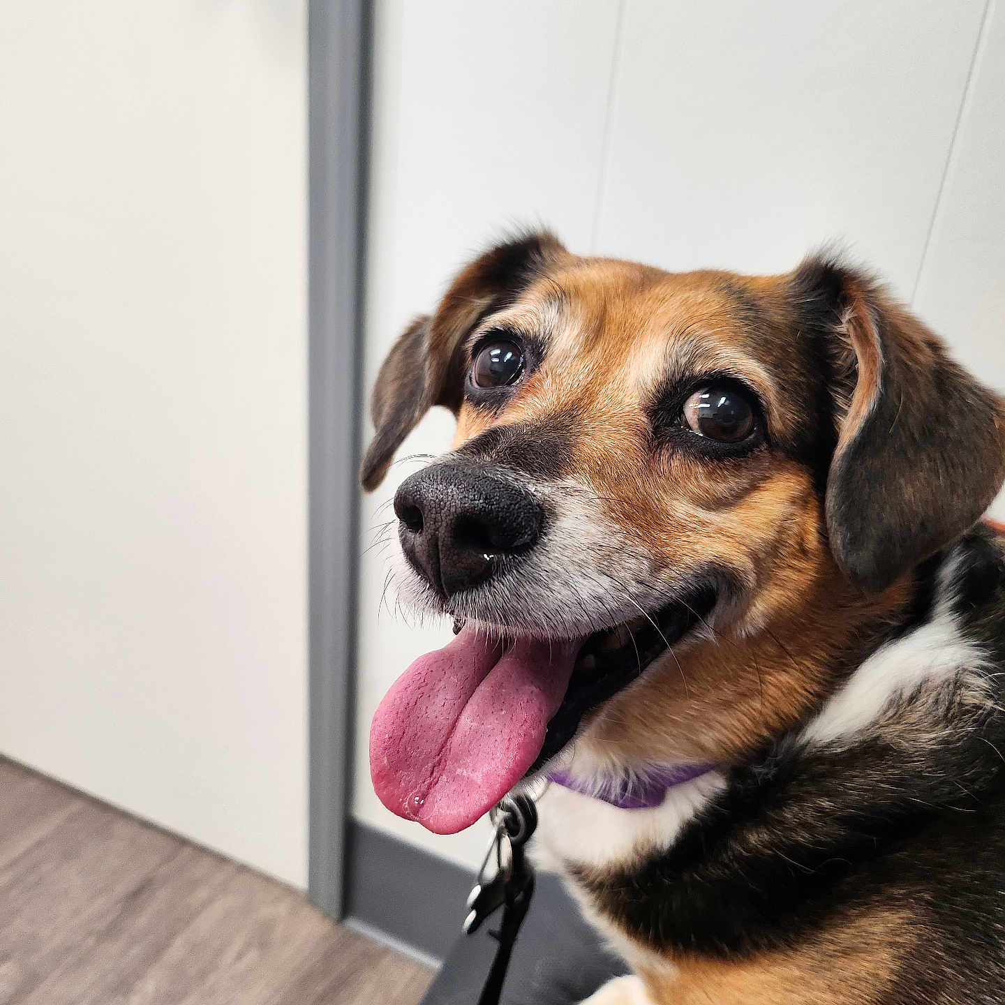 Sadie is registered to the contest to win money with this photo: animal, bench, black_fur, brown_fur, canine, closeup, collar, cute, dog, door, ears, floor, happy, indoor, leash, pet, sitting, tongue_out, wall, white_fur
