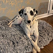 Olly participe au concours pour gagner de l'argent avec cette photo : animal, black_spots, cozy, crossed_paws, dalmatian, dog, dog_bed, ears, eyes, fluffy_bed, home, indoor, lying_down, nose, pet, relaxed, spot_pattern, wallpaper, white_fur, wooden_floor