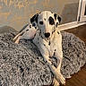 animal, black_spots, cozy, crossed_paws, dalmatian, dog, dog_bed, ears, eyes, fluffy_bed, home, indoor, lying_down, nose, pet, relaxed, spot_pattern, wallpaper, white_fur, wooden_floor