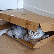 Alfie a rejoint le concours — aidez-le/la à gagner de superbes lots ! animal, box, cardboard_box, cat, curious, cute, domestic_cat, feline, floor, gray_cat, hiding, home, indoor, paws, pet, playful, tabby, whiskers, wide_eyes, wooden_floor