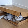 animal, box, cardboard_box, cat, curious, cute, domestic_cat, feline, floor, gray_cat, hiding, home, indoor, paws, pet, playful, tabby, whiskers, wide_eyes, wooden_floor